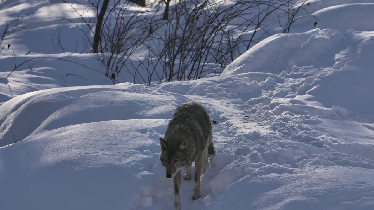 coyote camina por una pequeña colina de nieve slomo