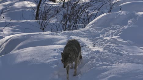 coyote walks down small hill of snow slomo