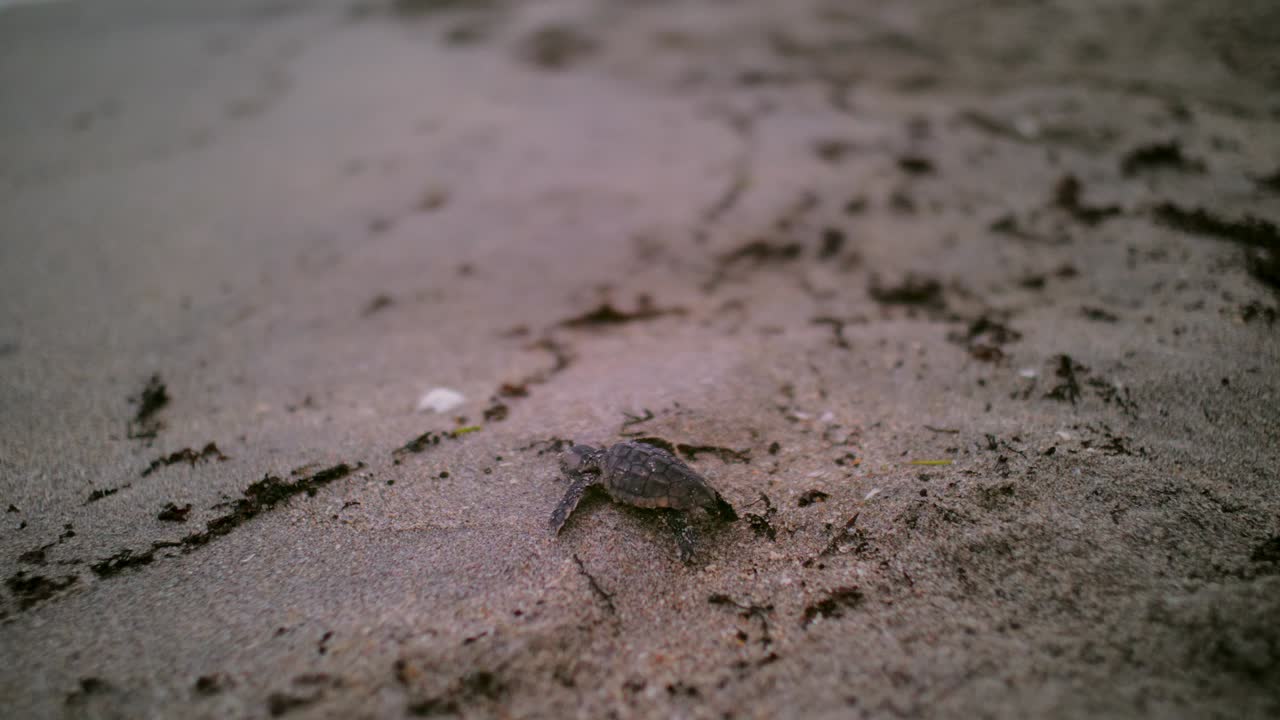Close-up shot of a baby turtle on sandy beach near water with scattered tracks