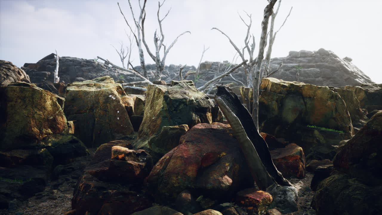 죽은 나무 와 식물 들 이 있는 용암 돌  ⁇