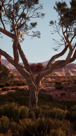 a lone tree stands in a desert landscape with mountains in the background