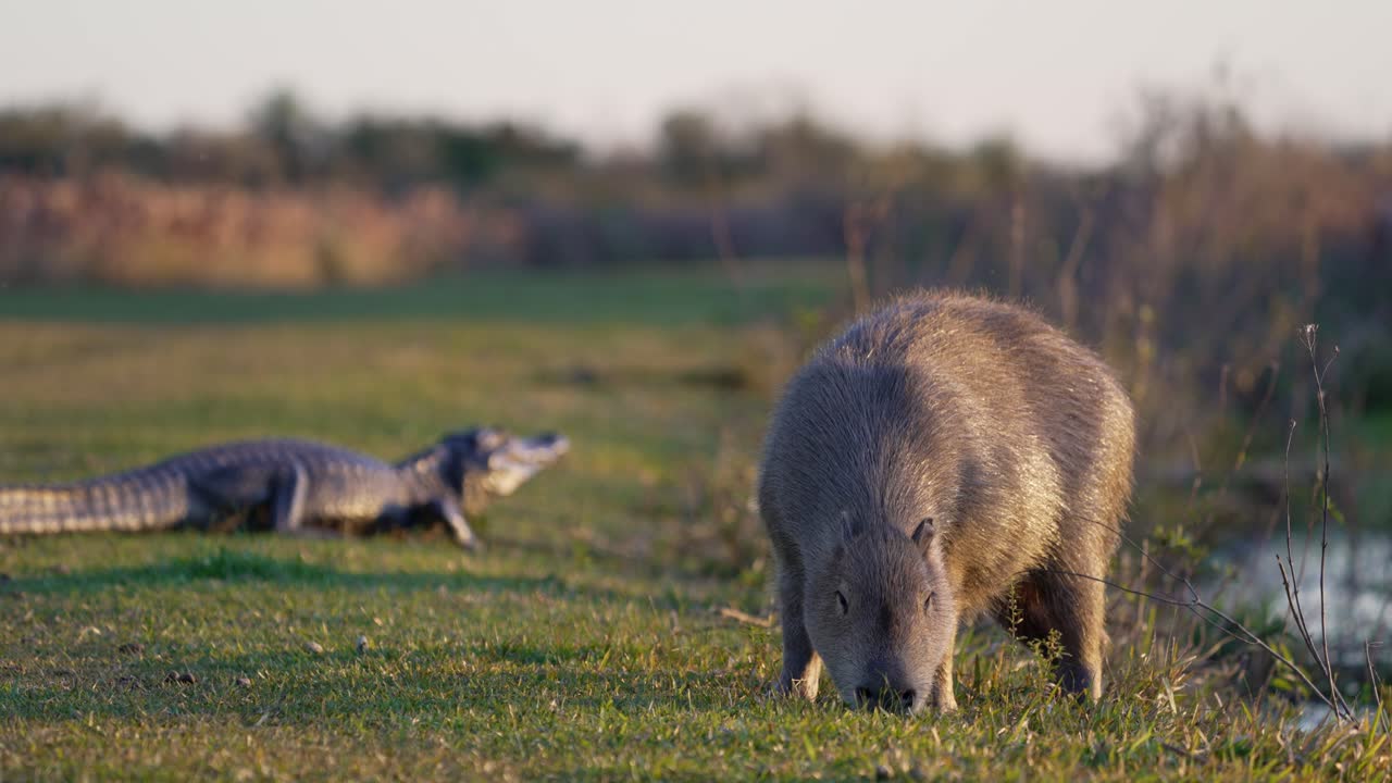A capybara (Hydrochoerus hydrochaeris) grazing on grass near the water’s edge in the Iberá Wetlands with a Yacaré caiman (Caiman yacare) resting in the background during golden hour light