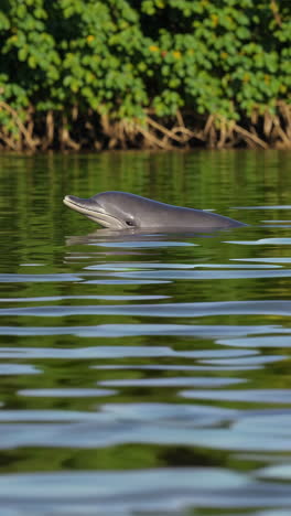 river dolphin in a river