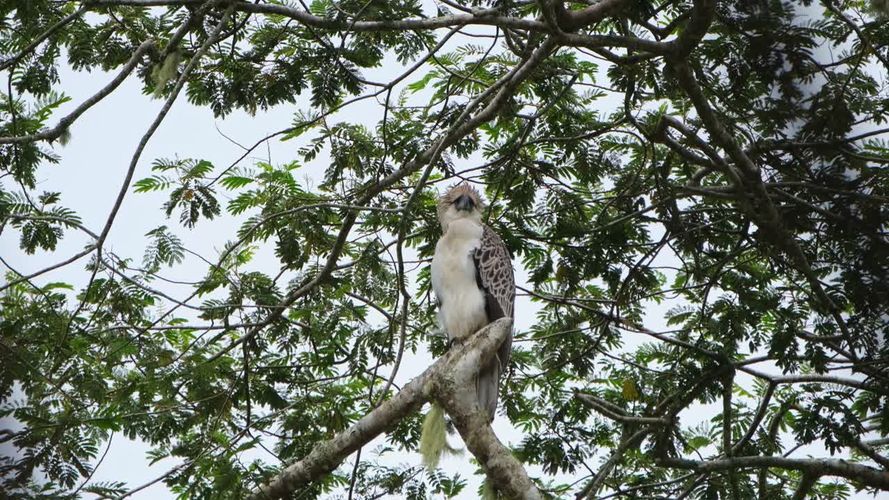 visto encima de una rama mirando a la derecha del marco y luego mira hacia el centro durante una tarde ventosa, águila filipina pithecophaga jefferyi, filipinas
