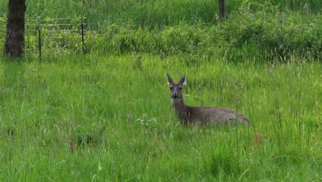 Deer-sitting-in-meadow-alone