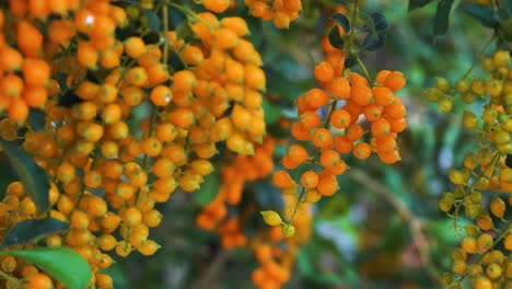 Close-up-static-shot-of-Duranta-erecta-fruits