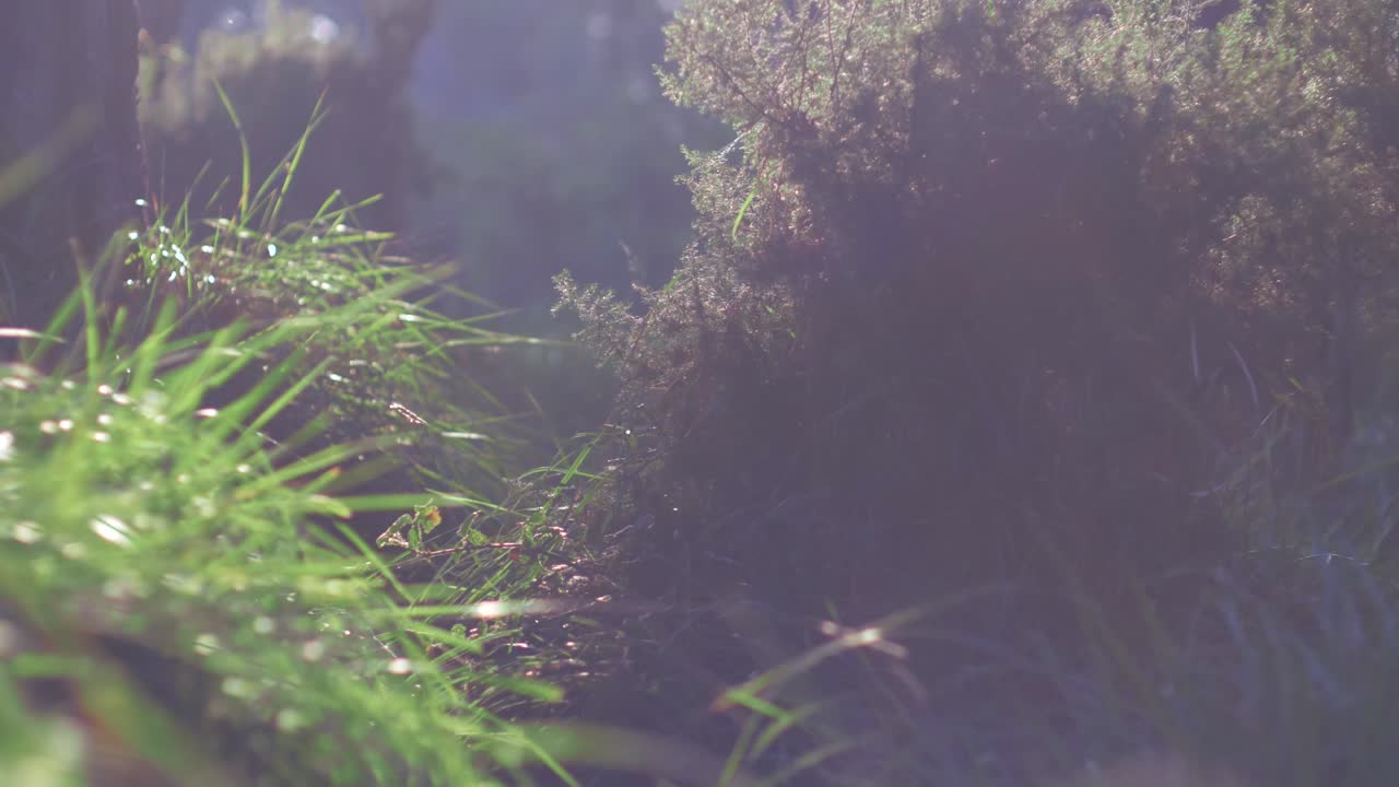 toma en cámara lenta de un bosque con moscas y bengalas