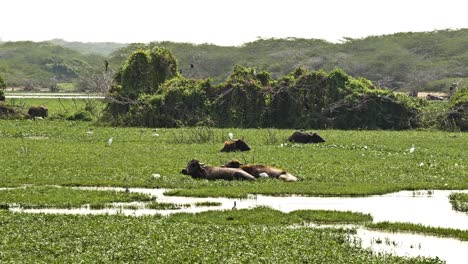 Wildere-Tiere-Im-Sumpf-Weit-Geschossen-Während-Der-Regenzeit-An-Einem-Seltenen-Sonnigen-Tag