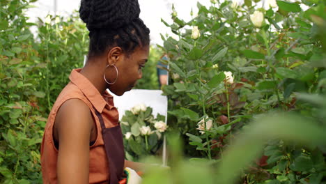 Mujer-Afroamericana-Cortando-Rosas-En-Invernadero-De-Flores