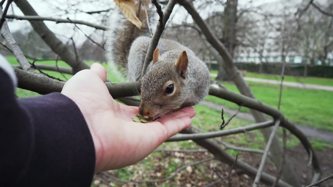 Shot of a squirrel being fed some pumpkin seeds in Hyde Park, London