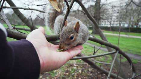 Aufnahme-Eines-Eichhörnchens,-Das-Im-Hyde-Park,-London,-Mit-Kürbiskernen-Gefüttert-Wird