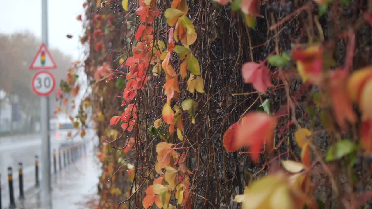 Autumn leaves on a wall in the city during the rain