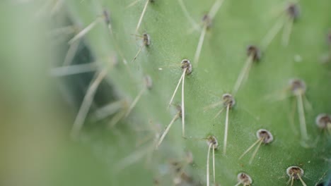 close up green cactus with yellow spines within a desert environment, city park in barcelona, montjuic. african background