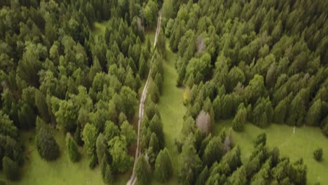 Top-view-of-a-fir-tree-forest-next-to-lake