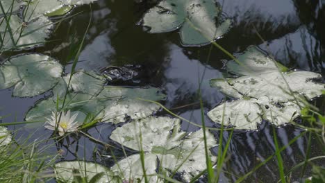 A-view-of-a-reflection-of-a-coconut-tree-in-water-where-lillies-are-growing-and-one-lilly-has-flowered-white-and-yellow-with-a-grass-bank-in-the-foreground