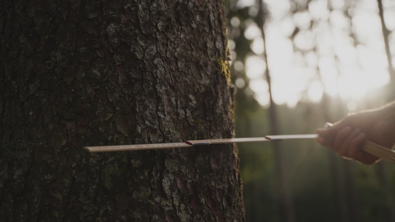 Close-up of a forestry worker measuring the diameter of a tree trunk using a caliper in sunlight. Represents forest management, environmental care, and sustainable resource use