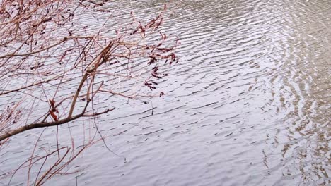 ripples on the water surface and a dry tree branch.