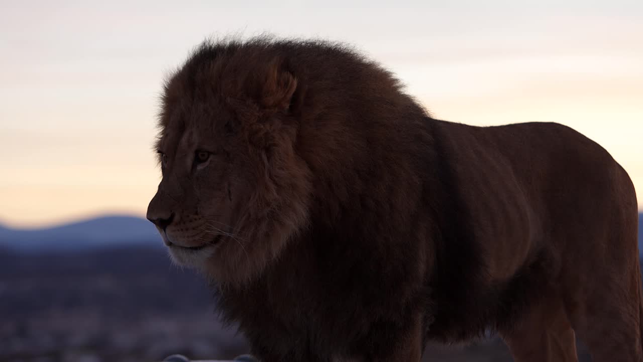 el león tos y escupido en super slomo amanecer