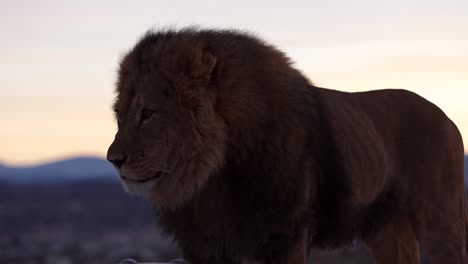 Löwe-Hustet-Und-Spuckt-In-Super-Zeitlupe-Bei-Sonnenaufgang