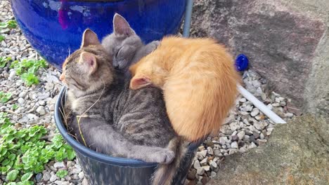 tres jóvenes lindos gatitos durmiendo hacinados en una maceta de flores, sobrecarga de ternura