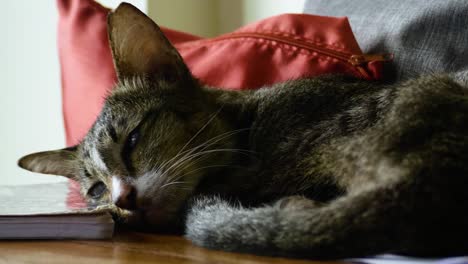 cat indoor resting tired, feeling sick sleeping on desk, feline pet companion