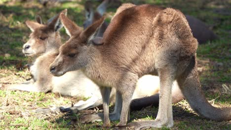 a cute kangaroo stretches its body and lies down on the ground, basking in the warm sunshine, flapping its ears to deter flies, close up shot