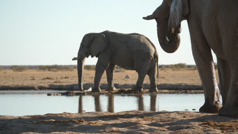 el toro elefante africano llega al otro lado del pozo de agua en el árido botswana mientras otros beben y nadan