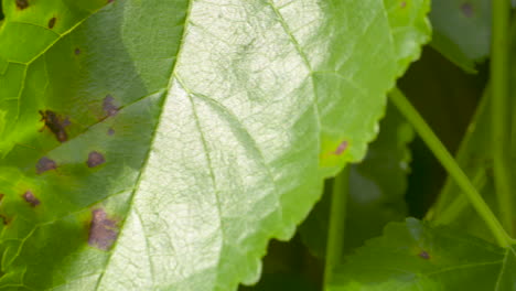 cercospora rust spots on the leaves of a mulberry tree