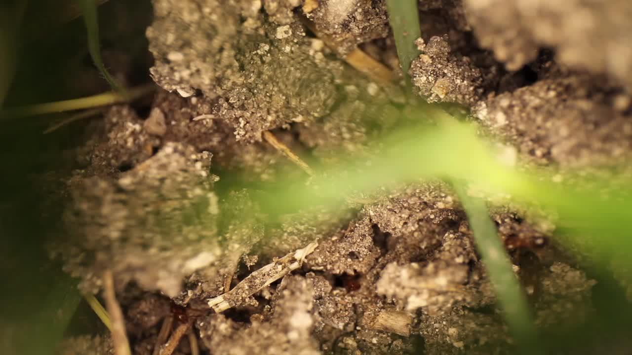 Ants in their natural habitat