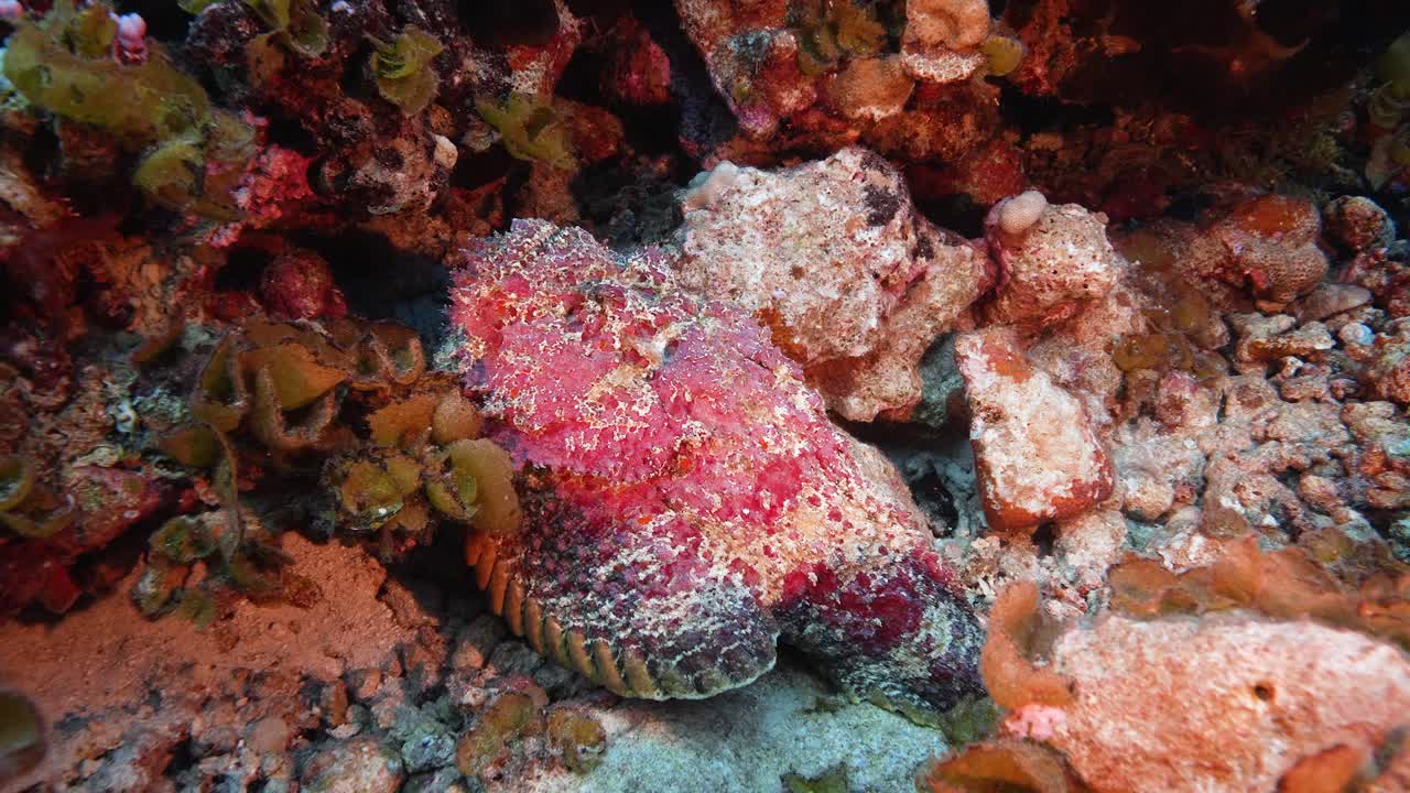 pez venenoso rosado en un arrecife de coral en aguas cristalinas del océano pacífico en la polinesia francesa