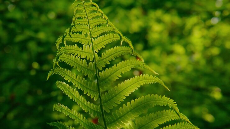 Close-up of a lush green fern leaf in soft sunlight. Each delicate frond shows fine veins and vibrant color. Background bokeh creates depth with blurred forest greens. Perfect for nature scenes