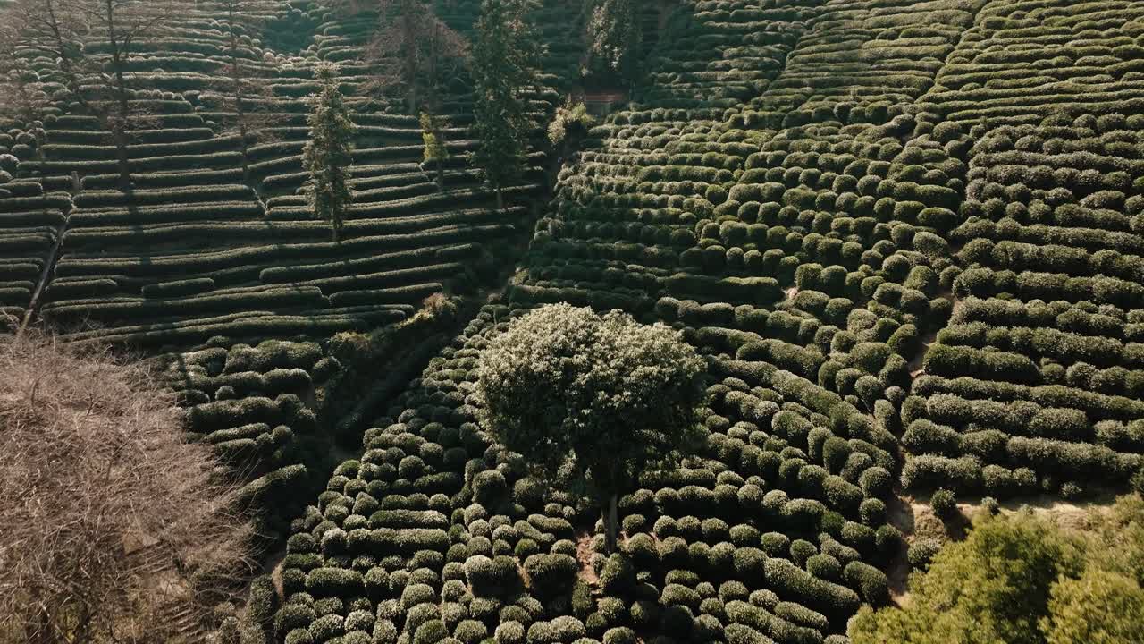 Aerial rising view of Longjing tea plantations in Hangzhou, Zhejiang Province, China