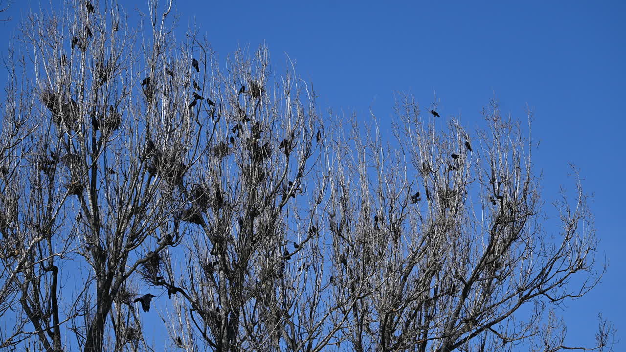 Flock of black birds perched on leafless trees against clear blue sky