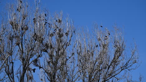 flock of black birds perched on leafless trees against clear blue sky