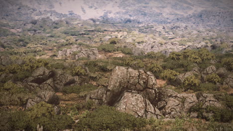 rocky landscape with green bushes