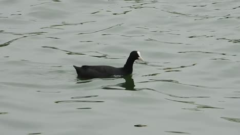 Vogelschwimmen-Im-See