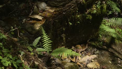 tropical plants and river in rainforest, green jungle close up scenery of ferns and a stream with tropical plants in the himalayas in nepal