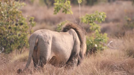 león macho con mandíbulas abiertas caminando lentamente en la hierba de la sabana africana