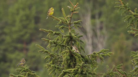 european birds on conifer tree foliage in bokeh background