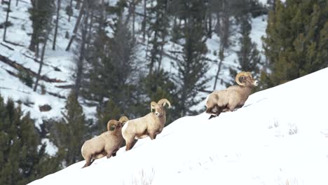 bighorn sheep crossing snowy hill in yellowstone national park winter