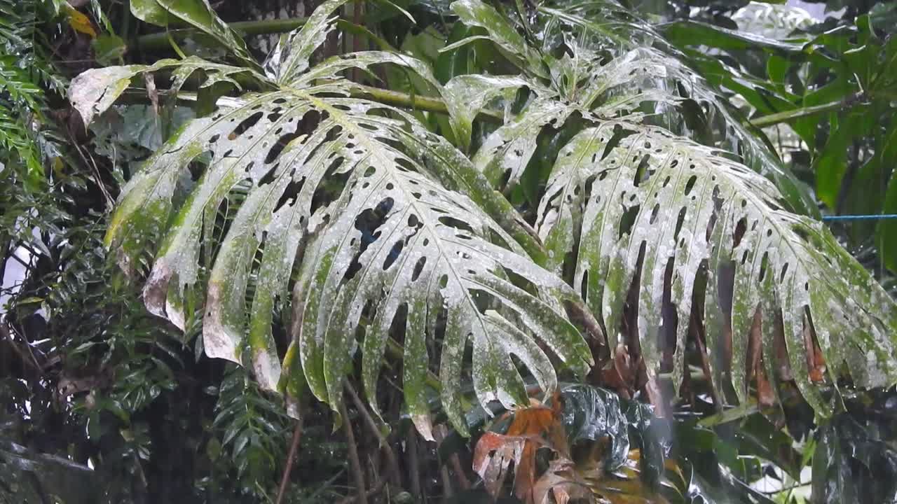 아라세이 (araceae) 잎이 있는 열대우림 위의 폭우, monstera sp