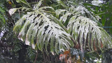 Torrential-rain-over-rainforest-with-araceae-leaves,-Monstera-sp