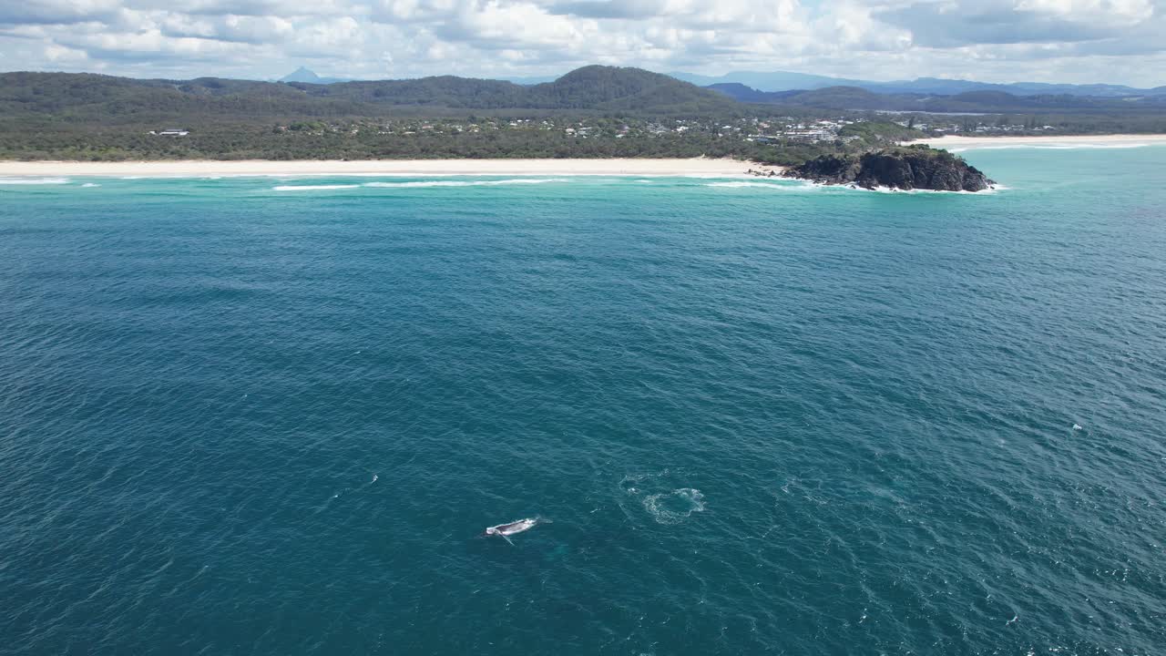 vista aérea del cabo de norries con ballenas jorobadas nadando en el océano en nueva gales del sur, australia - toma de avión no tripulado