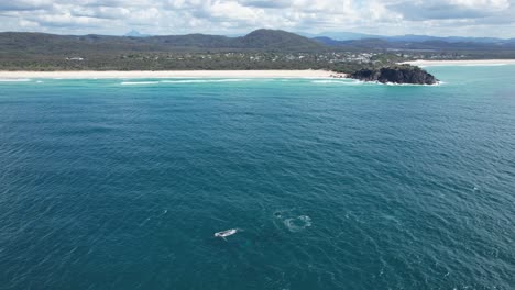 Aerial-View-Of-Norries-Headland-With-Humpback-Whales-Swimming-In-The-Ocean-In-New-South-Wales,-Australia---drone-shot