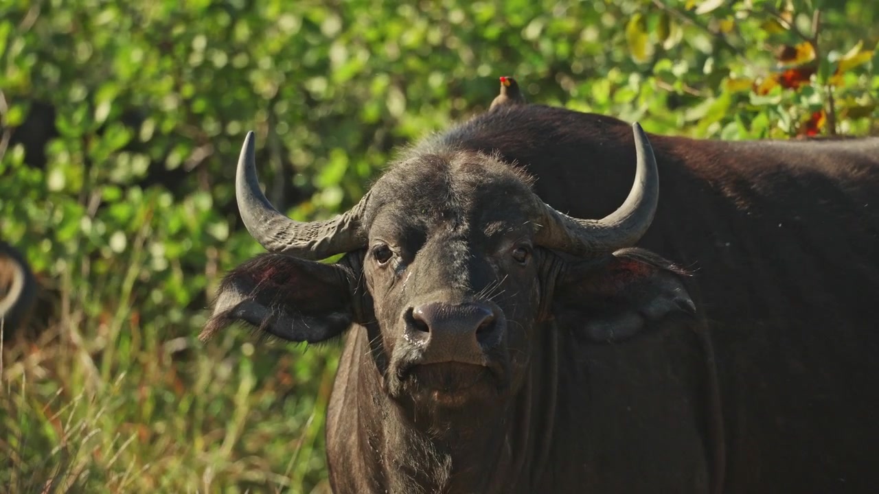 Primo piano di una bufala cafra che guarda attenta verso la telecamera mentre un beccabue è appollaiato sulla sua schiena, Parco Nazionale Kruger, Sudafrica