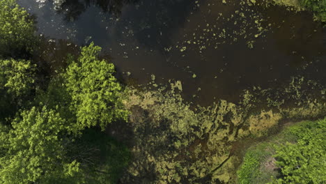 Flyover-top-down-aerial-shot-of-wetland-floodplain-forest-landscape,-Mississippi