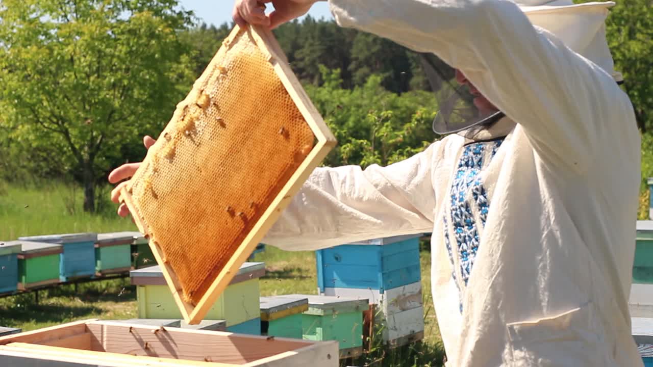 beekeeper works on an apiary, an open beehive. The bees collect honey. Frames of a bee hive. An apiary in the summer.