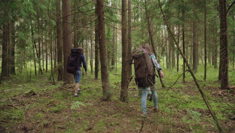 group of tourists with backpacks walk along coniferous forest. active vacation