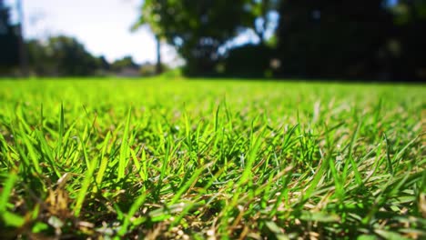 a serene close-up view of lush green grass concentrating on the vibrant texture and rich colors amidst a peaceful natural setting