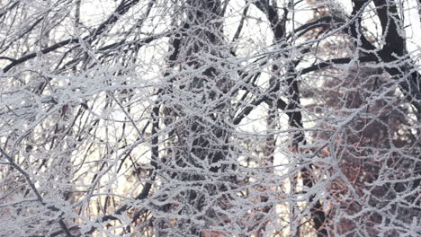 Winterhintergrund.-Verschneite-Bäume-Im-Winterwald.-Äste-Mit-Schnee-Bedeckt